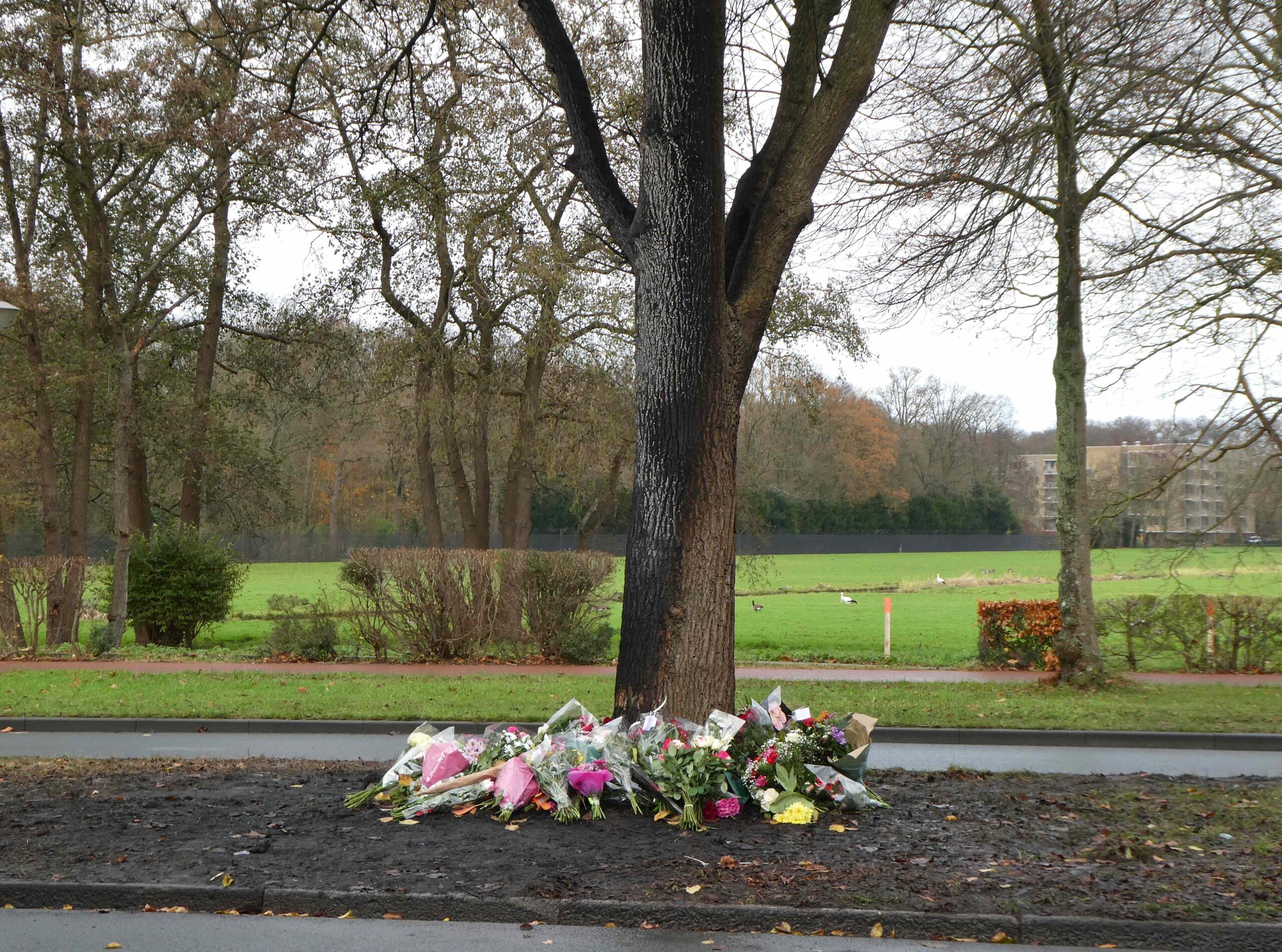 Geschonden boom wordt herdenkplek voor dodelijk ongeluk